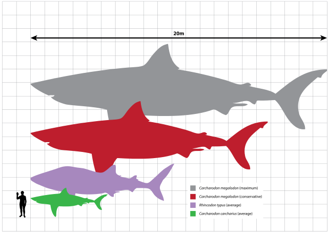 Megalodon_scale