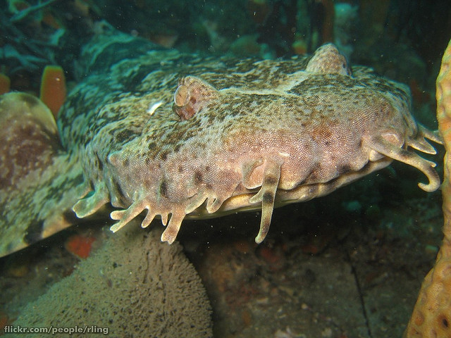 Ornate Wobbegong