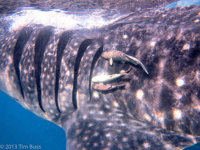 Whale_shark_and_remoras