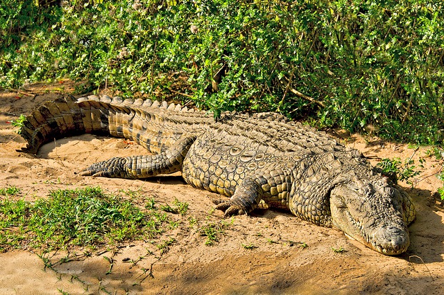 large_old_male_nile_crocodille