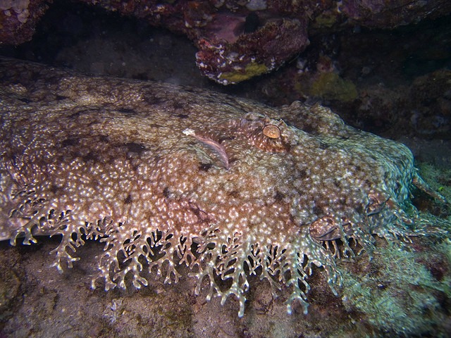 tasseled wobbegong shark