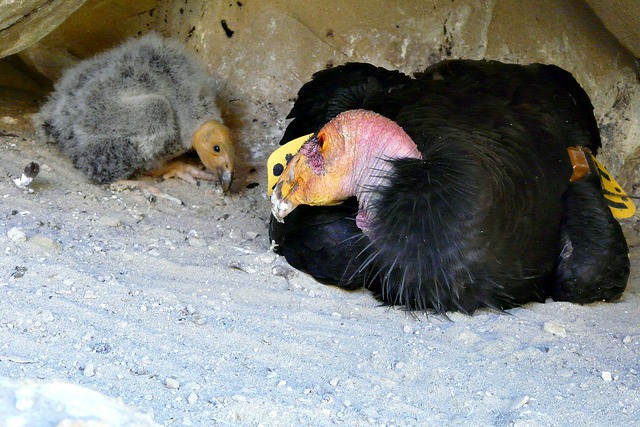 30-day old California condor chick