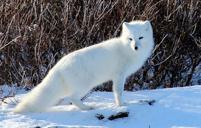 Arctic-Fox.jpg