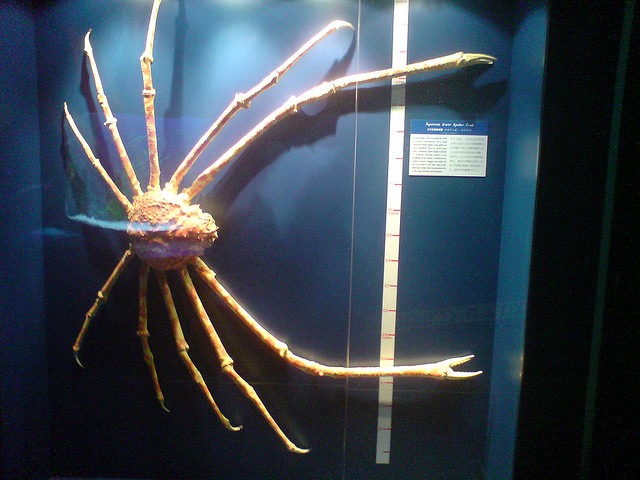 Japanese giant spider crab exoskeleton