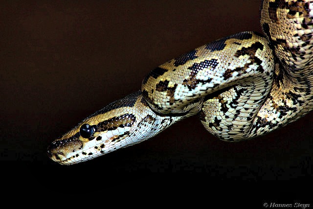 Juvenile Burmese Python - Koedoesdraai