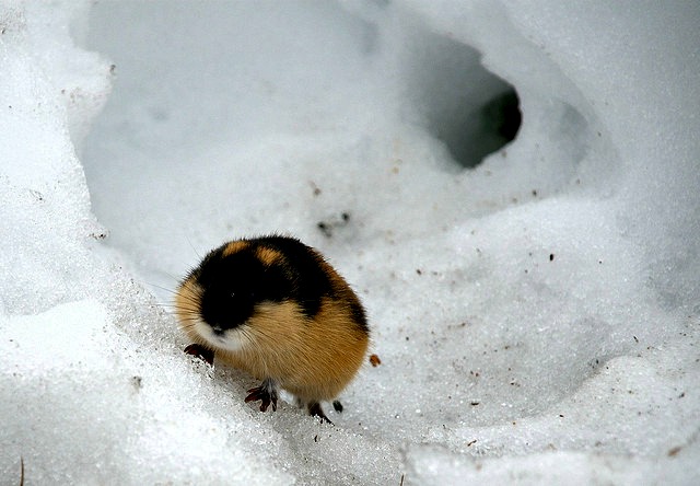 Lemming_winter