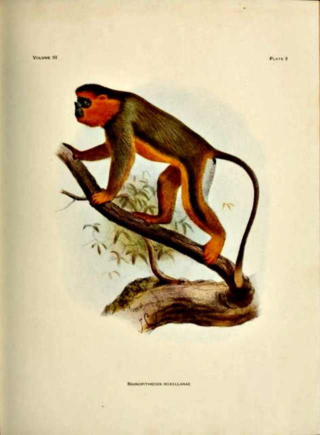 Mammals-18-139 - Golden snub-nosed monkey