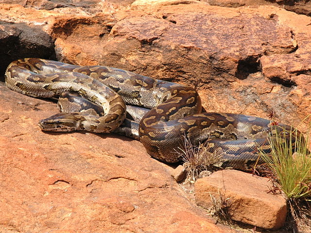 Python Natalensis