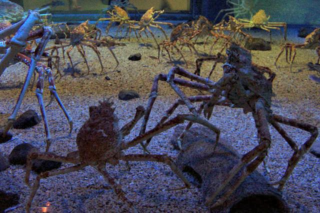 Spider_crabs_at_the_Kaiyukan_Aquarium_in_Osaka