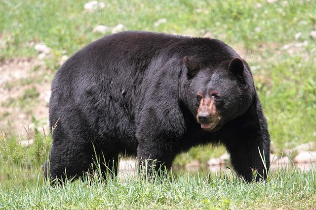 American black bear