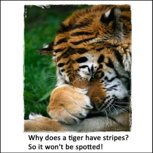 Tiger Joke