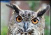 The Super Sharp Orange Eyes of Owl by GollyGforce cc2.0