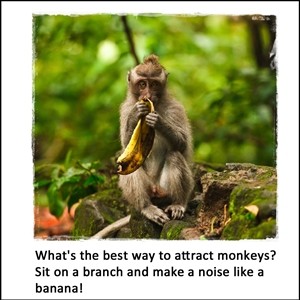 How do you attract monkeys?