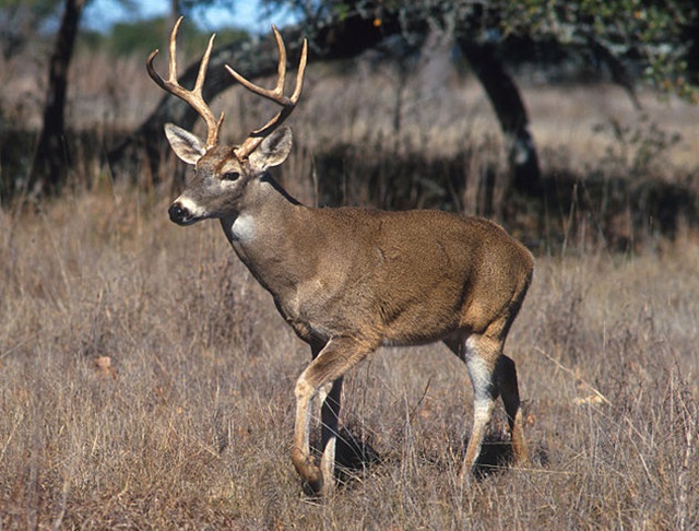 632px-White-tailed_deer