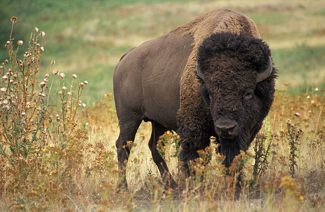 American Bison - YouTube Video 640px-American_bison_k5680-1