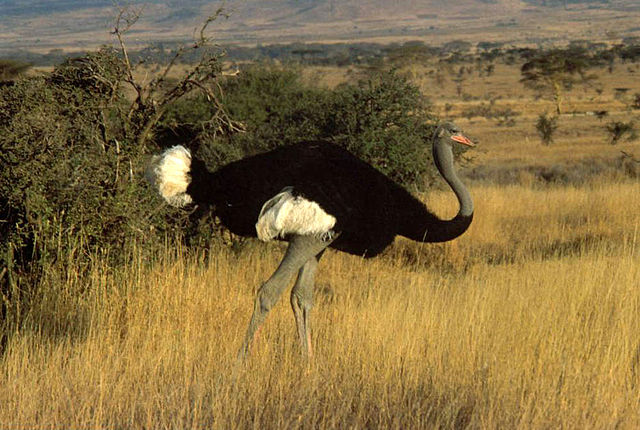 640px-Somali_ostrich