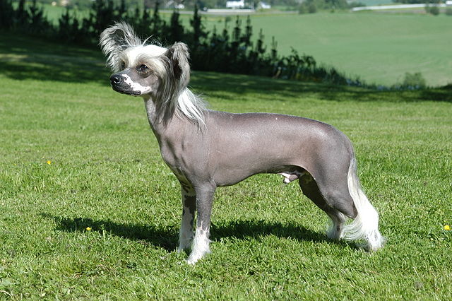 Hairless Chinese Crested dog