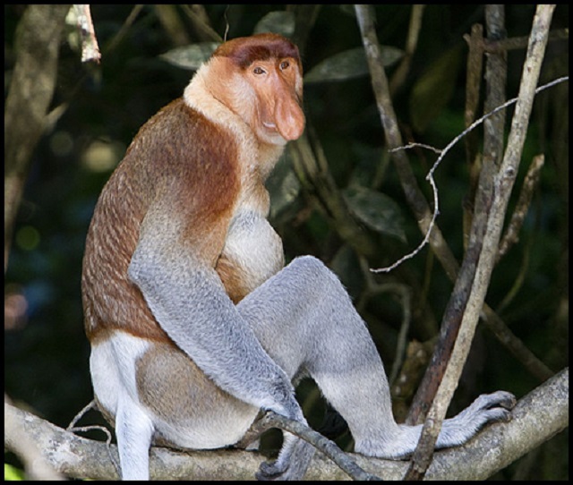 Proboscis_Monkey_in_Borneo