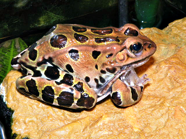 Rana pipiens (Northern leopard frog)