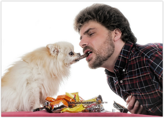 dog feed chocolate