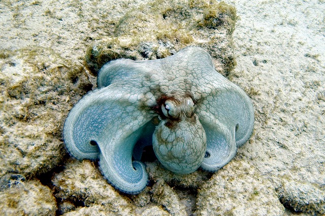 Common octopus Octopus vulgaris