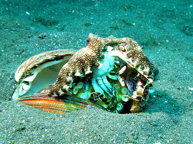 Octopus diet - Veined Octopus - Amphioctopus Marginatus eating a Crab