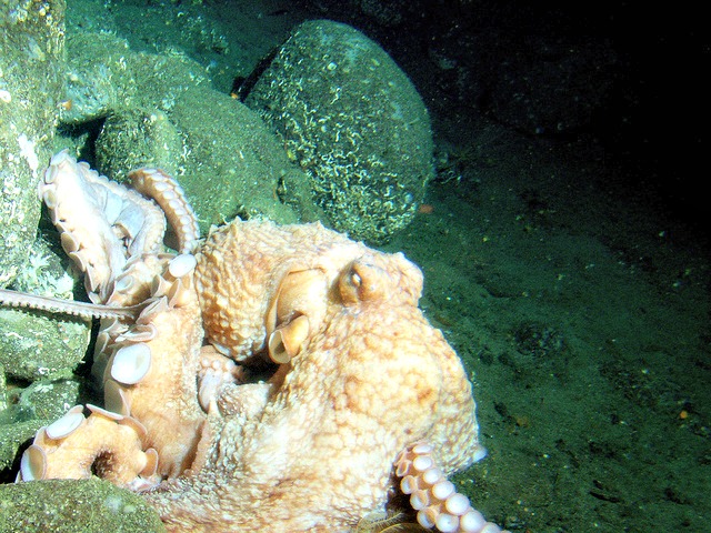 Octopus habitat - Giant pacific octopus (Octopus dofleini)