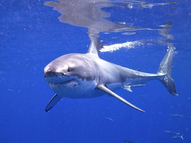 Great_White_Shark