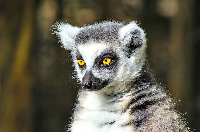 Female_Ring_Tailed_Lemur