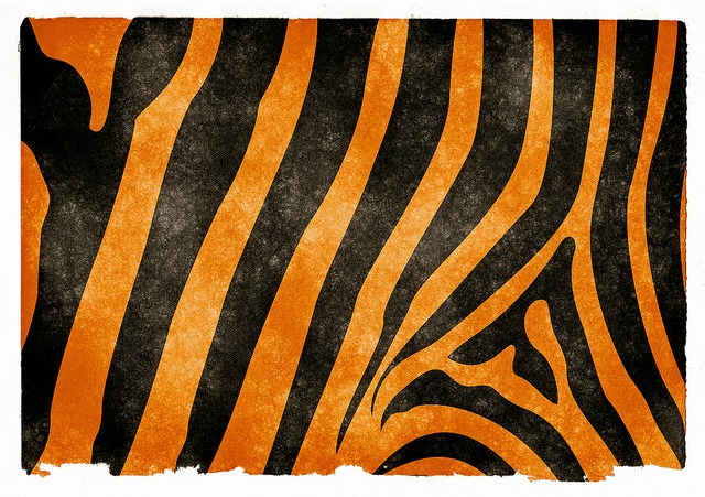 Tiger_Stripe