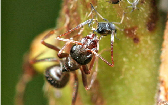 Ant_feeding_on_aphid_honey_dew