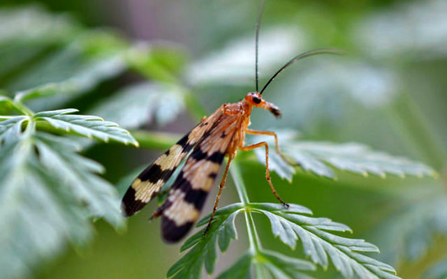 Female_Scorpionfly_(Panorpa helena)