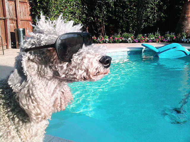 Bedlington_Terrier_swimming_pool