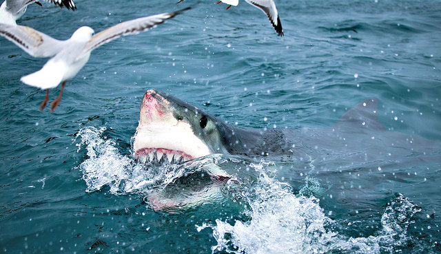 Great White Shark's appetite