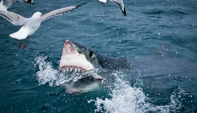 Great_White_Shark_at_surface