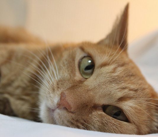 cat by ivva cc5